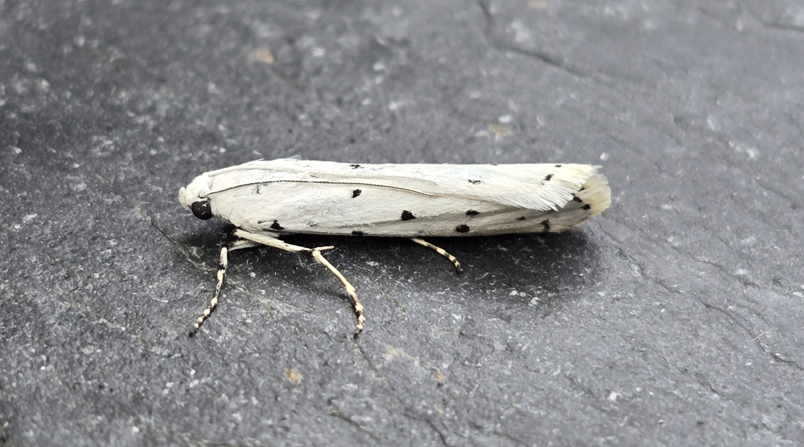 Photo of Thistle Ermine (Myelois circumvoluta)